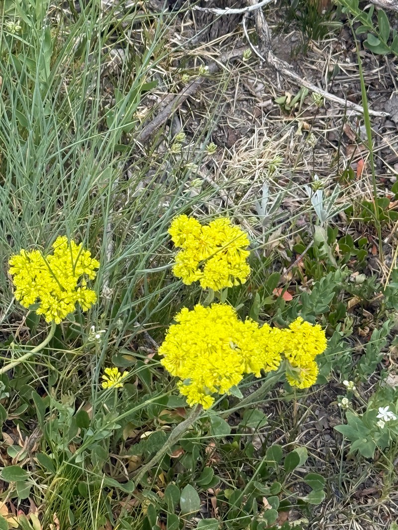 Eriogonum umbellatum var. aureum photo 5