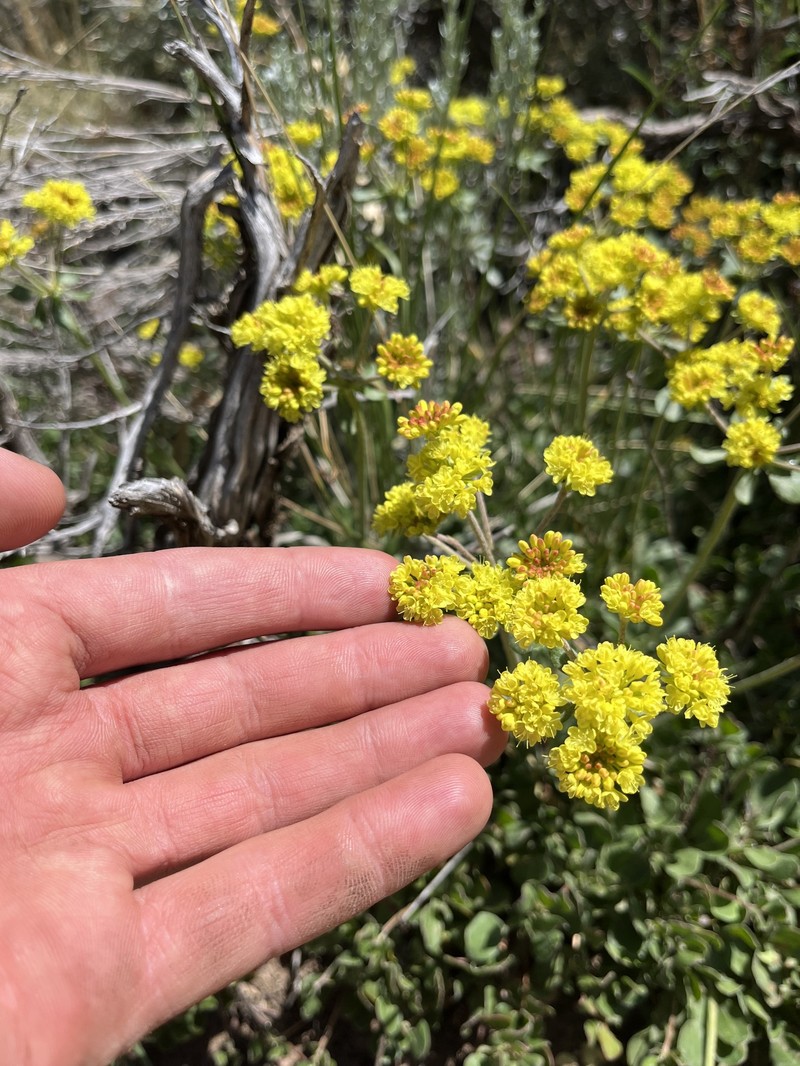 Eriogonum umbellatum var. aureum photo 6