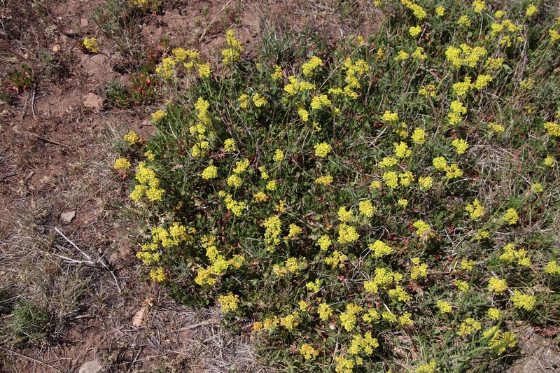Eriogonum umbellatum var. aureum photo 7