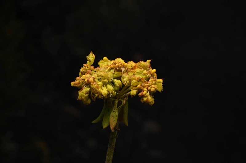 Eriogonum umbellatum var. aureum photo 8