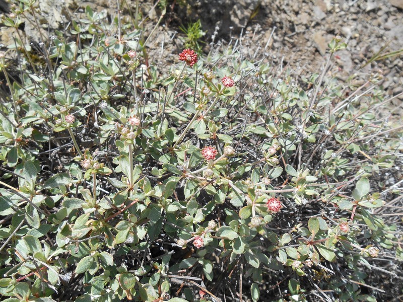 Eriogonum umbellatum var. bahiiforme
