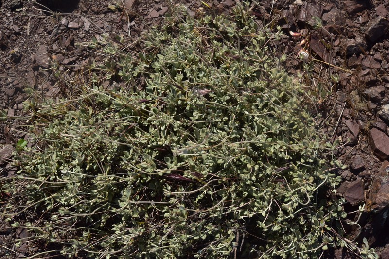Eriogonum umbellatum var. bahiiforme photo 2