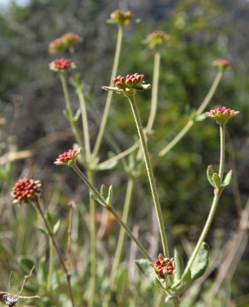 Eriogonum umbellatum var. bahiiforme photo 3