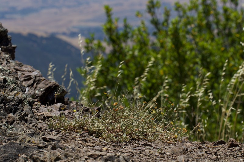 Eriogonum umbellatum var. bahiiforme photo 4