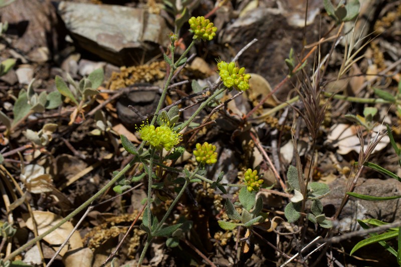 Eriogonum umbellatum var. bahiiforme photo 5