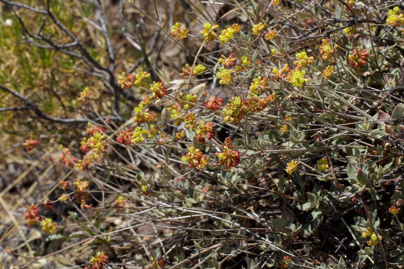 Eriogonum umbellatum var. bahiiforme photo 6