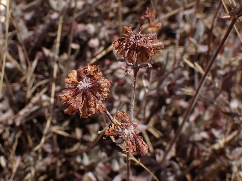 Eriogonum umbellatum var. bahiiforme photo 7