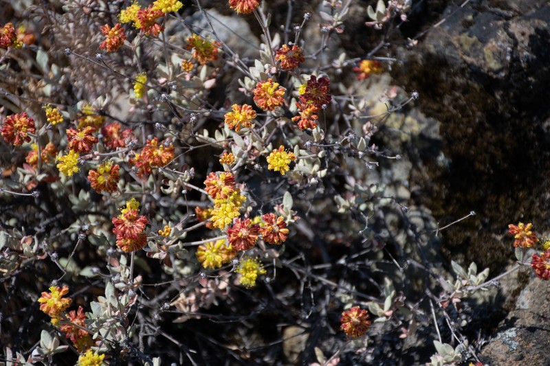 Eriogonum umbellatum var. bahiiforme photo 8