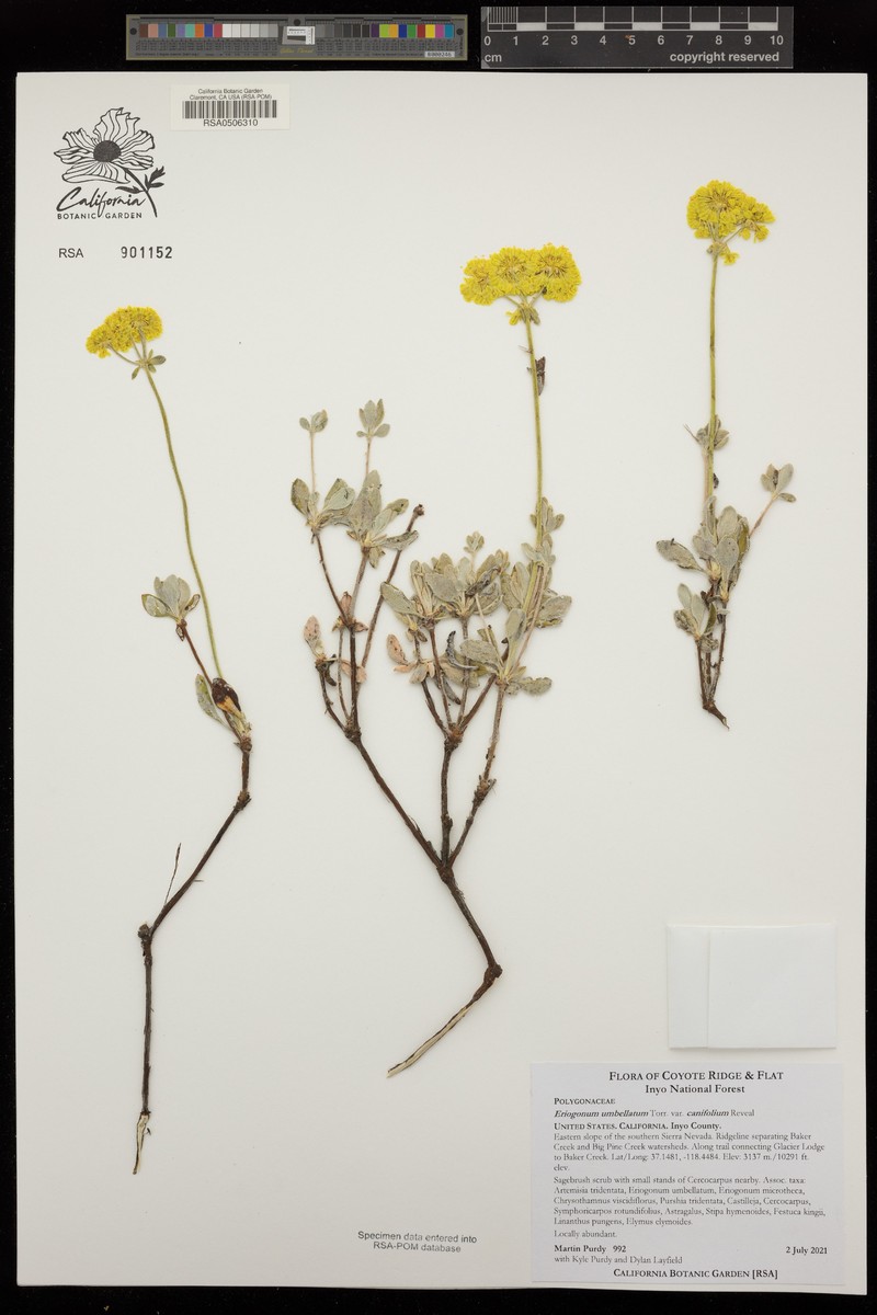Eriogonum umbellatum var. canifolium photo 3
