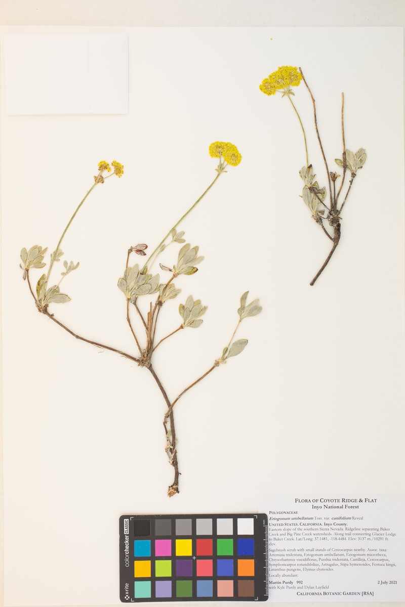 Eriogonum umbellatum var. canifolium photo 4