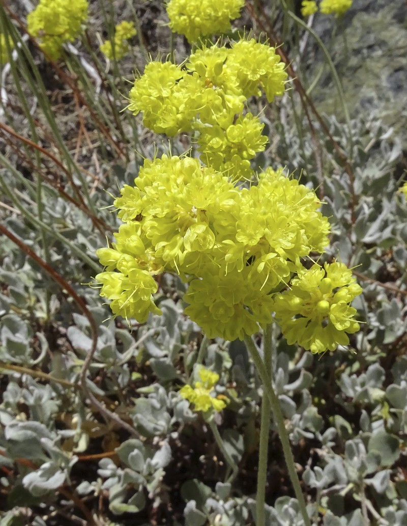 Eriogonum umbellatum var. canifolium