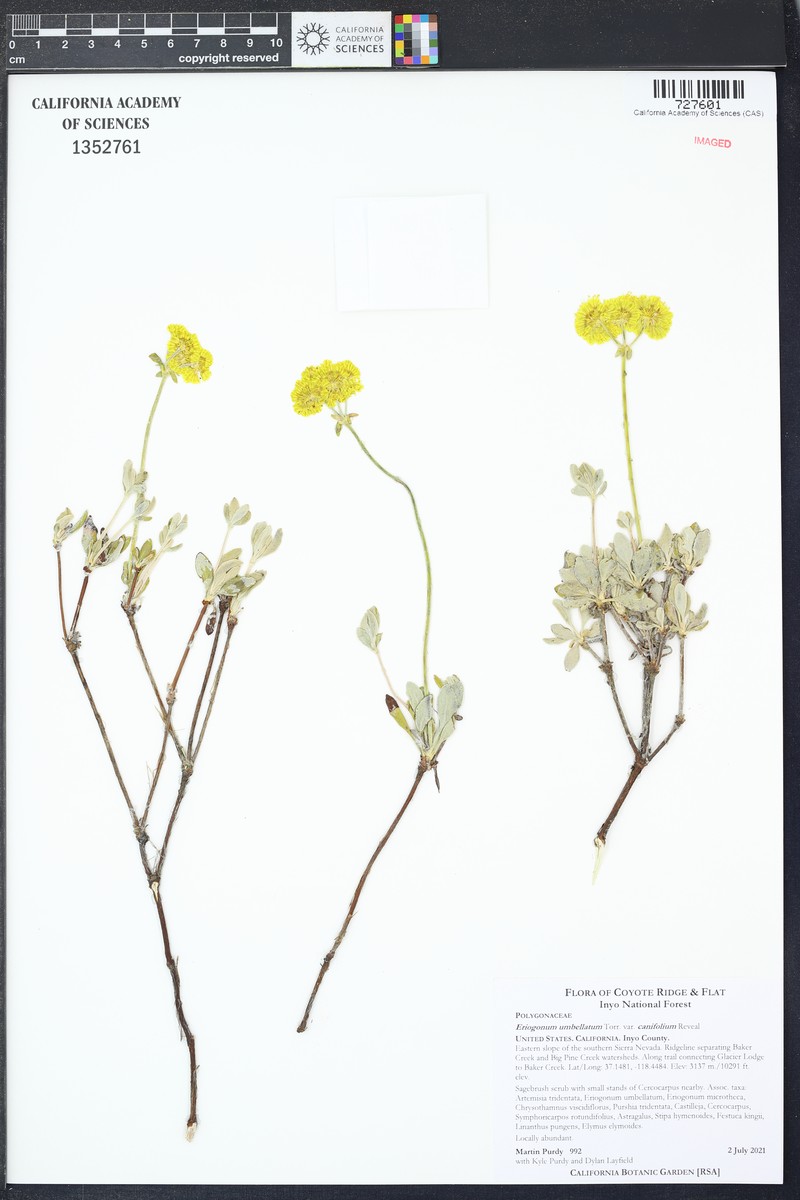Eriogonum umbellatum var. canifolium photo 2