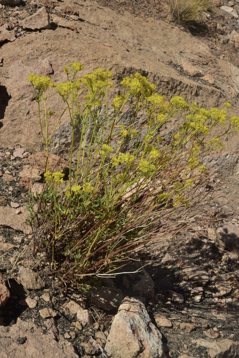 Eriogonum umbellatum var. chlorothamnus