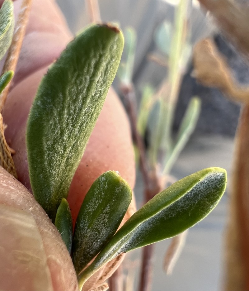 Eriogonum umbellatum var. chlorothamnus photo 2