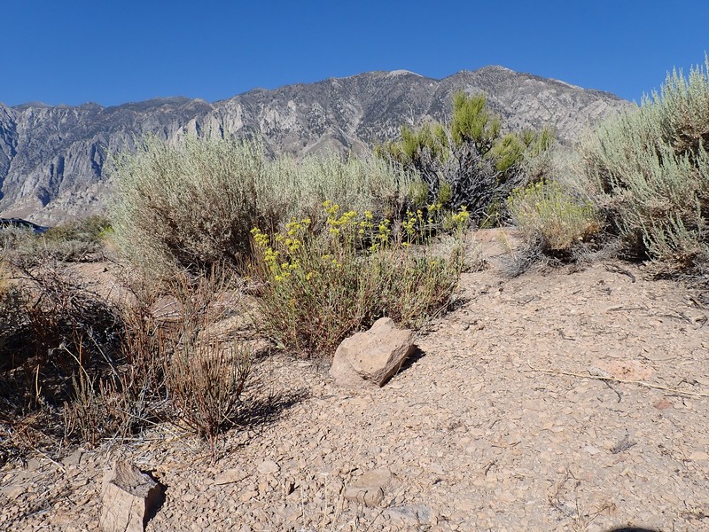 Eriogonum umbellatum var. chlorothamnus photo 3