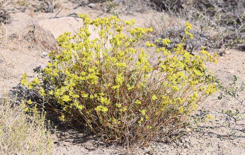 Eriogonum umbellatum var. chlorothamnus photo 4