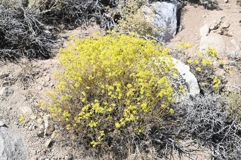 Eriogonum umbellatum var. chlorothamnus photo 6