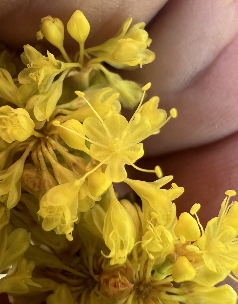 Eriogonum umbellatum var. chlorothamnus photo 7