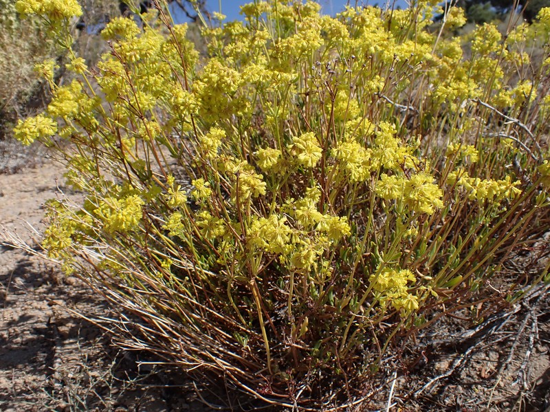 Eriogonum umbellatum var. chlorothamnus photo 8