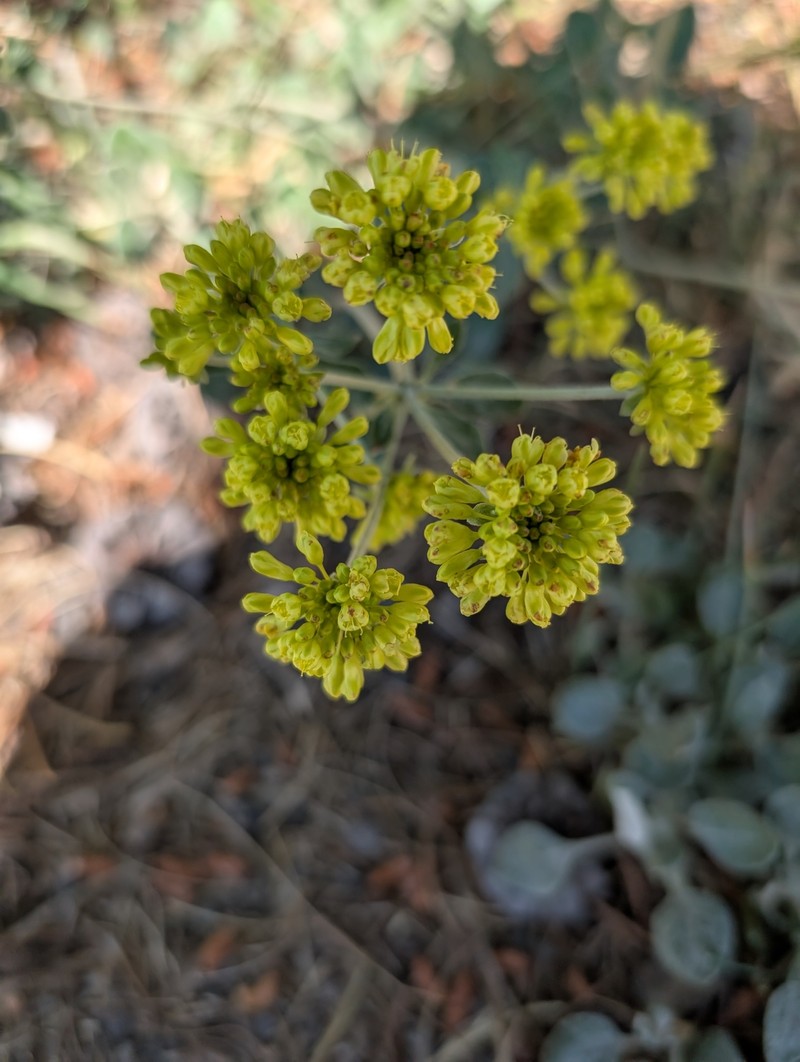 Eriogonum umbellatum var. cladophorum