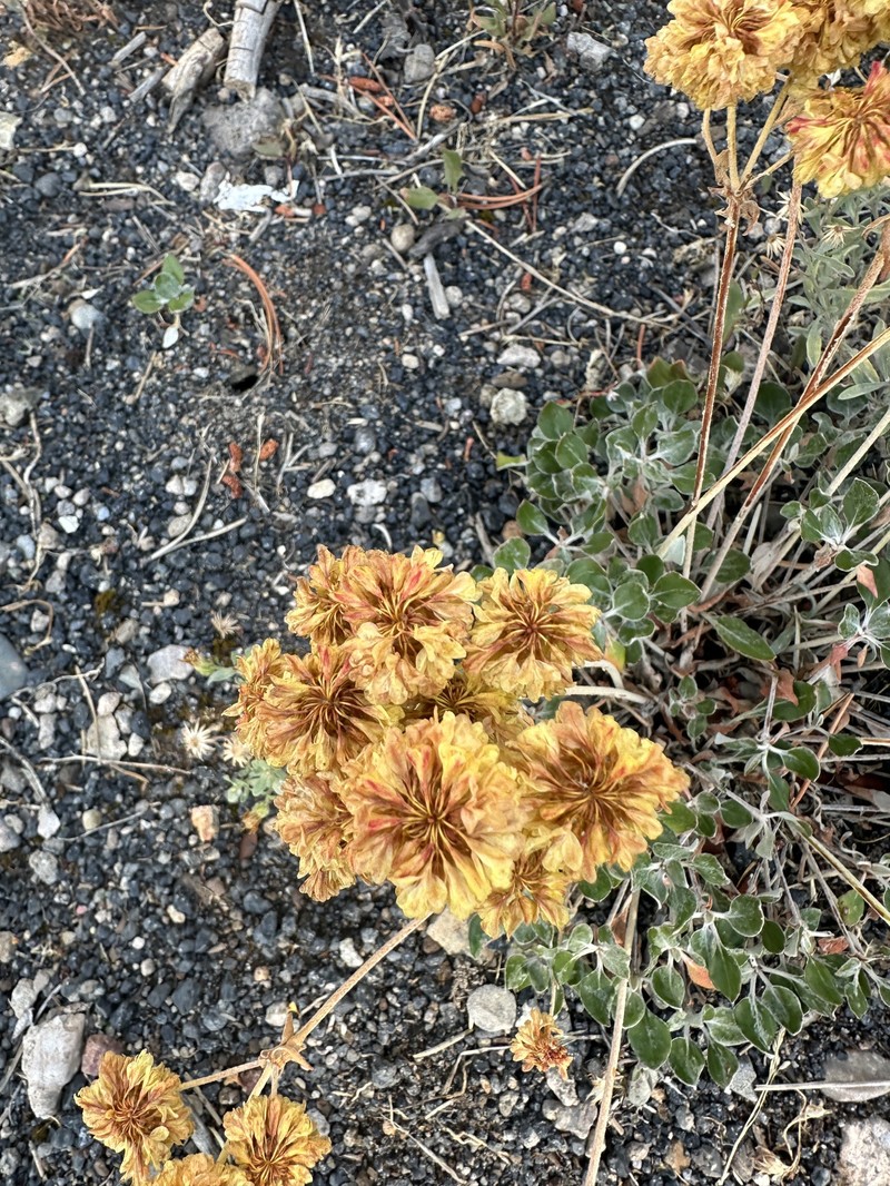 Eriogonum umbellatum var. cladophorum photo 2