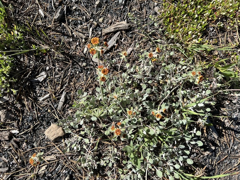 Eriogonum umbellatum var. cladophorum photo 3