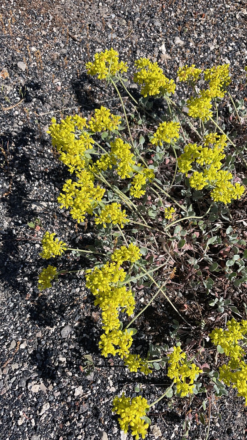 Eriogonum umbellatum var. cladophorum photo 4