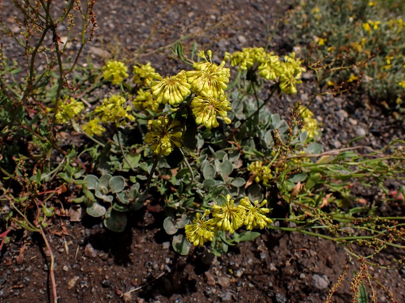 Eriogonum umbellatum var. cladophorum photo 5