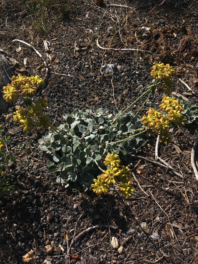 Eriogonum umbellatum var. cladophorum photo 6