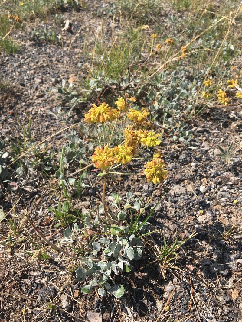 Eriogonum umbellatum var. cladophorum photo 7