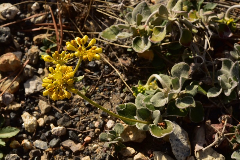Eriogonum umbellatum var. cladophorum photo 8