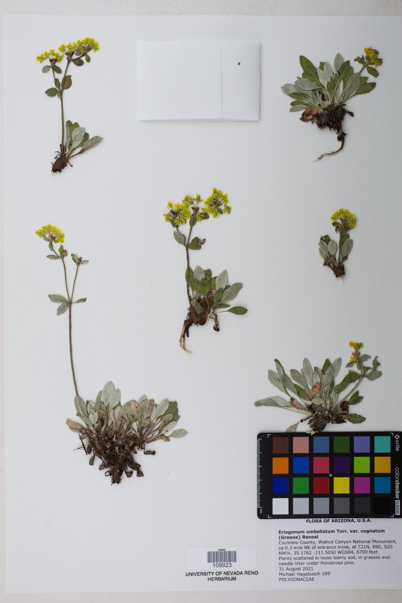 Eriogonum umbellatum var. cognatum photo 3