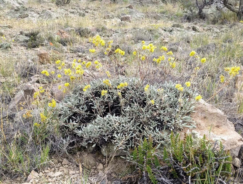 Eriogonum umbellatum var. cognatum