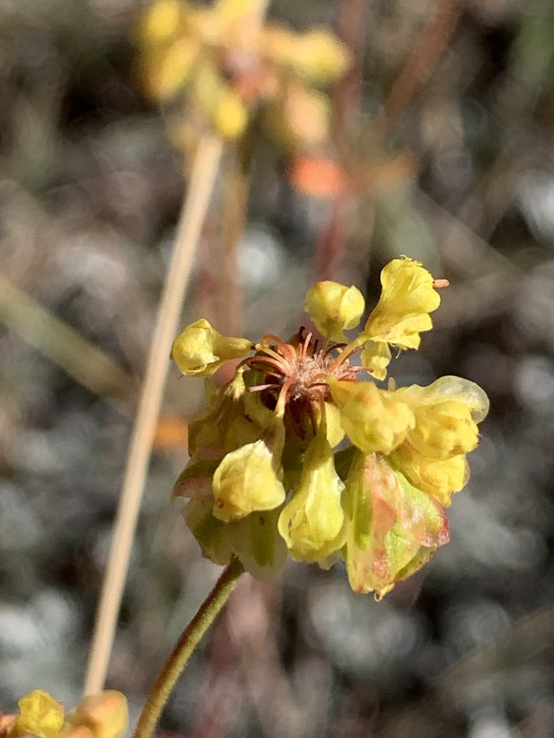 Eriogonum umbellatum var. cognatum photo 2
