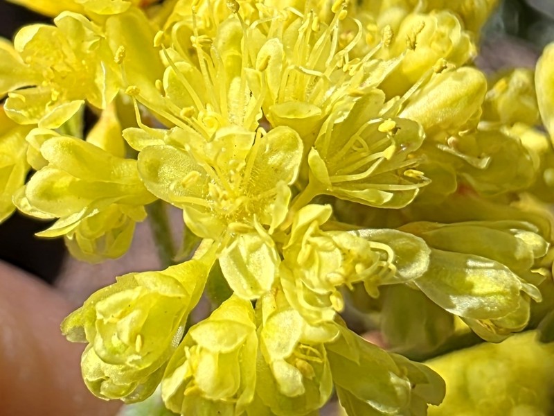 Eriogonum umbellatum var. covillei