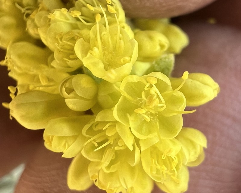Eriogonum umbellatum var. covillei photo 2