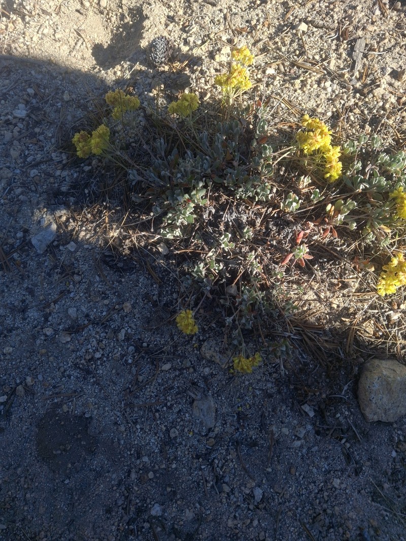 Eriogonum umbellatum var. covillei photo 3