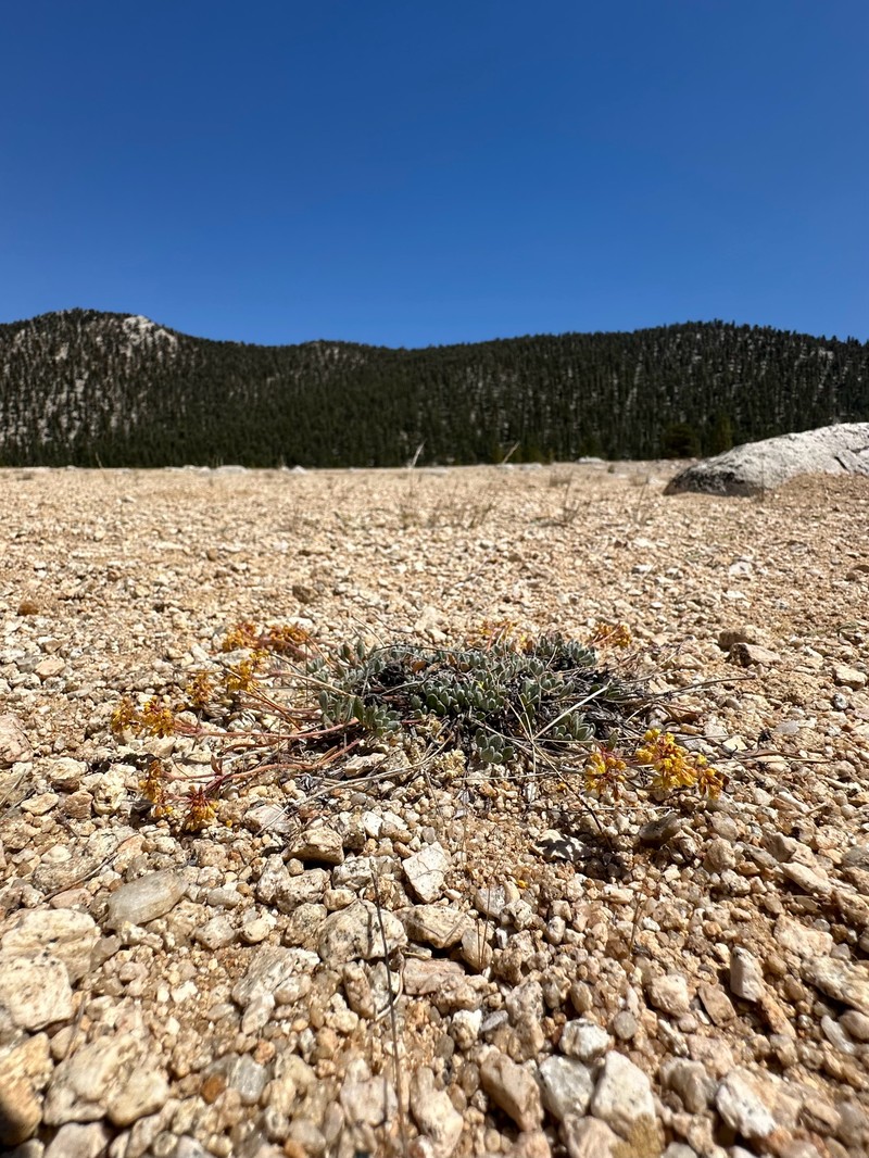 Eriogonum umbellatum var. covillei photo 4