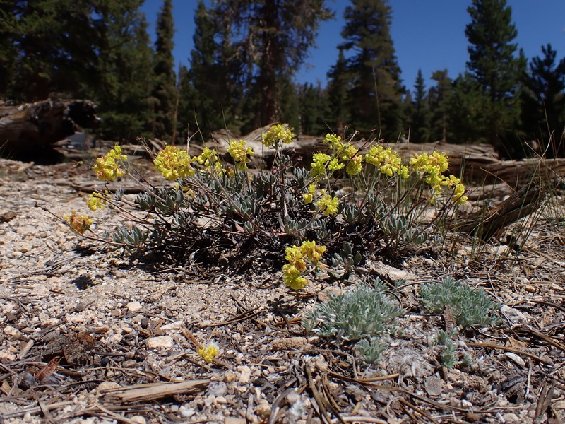 Eriogonum umbellatum var. covillei photo 5