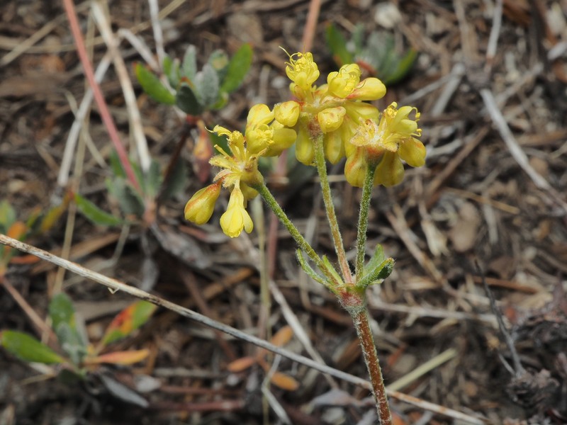 Eriogonum umbellatum var. covillei photo 6