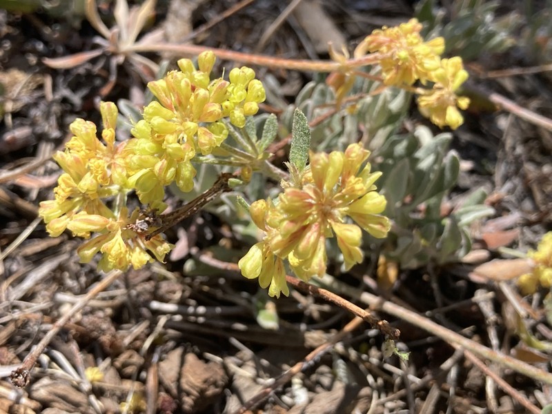 Eriogonum umbellatum var. covillei photo 7