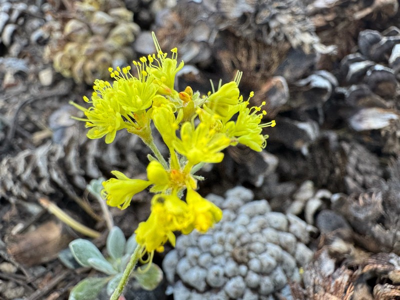 Eriogonum umbellatum var. covillei photo 8