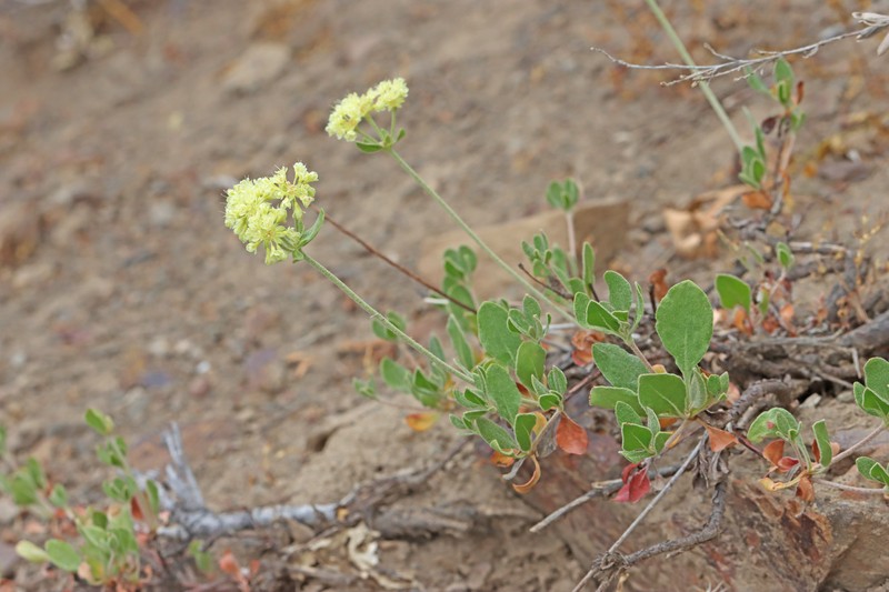 Eriogonum umbellatum var. desereticum