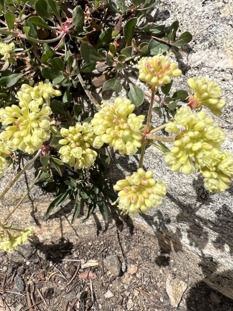 Eriogonum umbellatum var. desereticum photo 2
