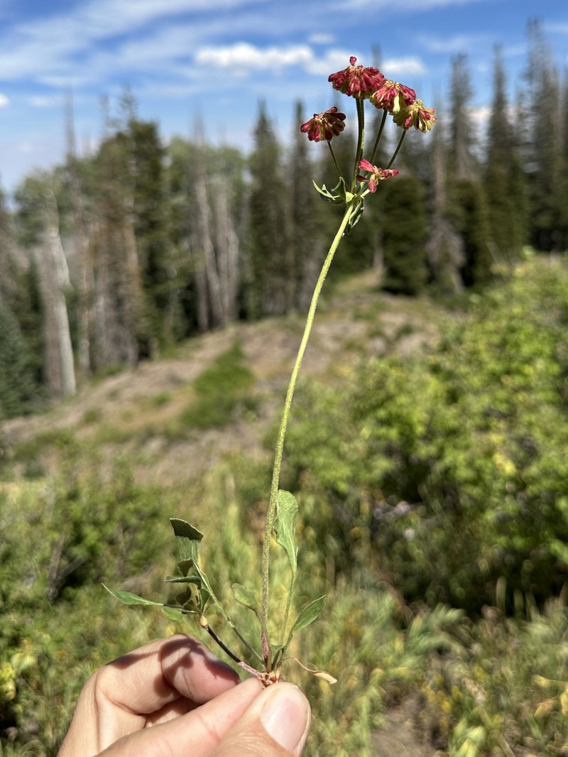 Eriogonum umbellatum var. desereticum photo 3