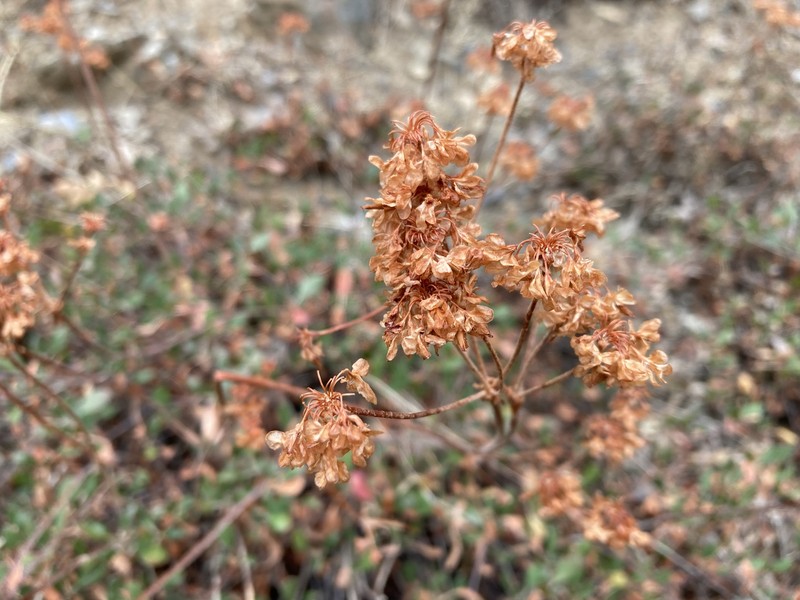 Eriogonum umbellatum var. desereticum photo 4
