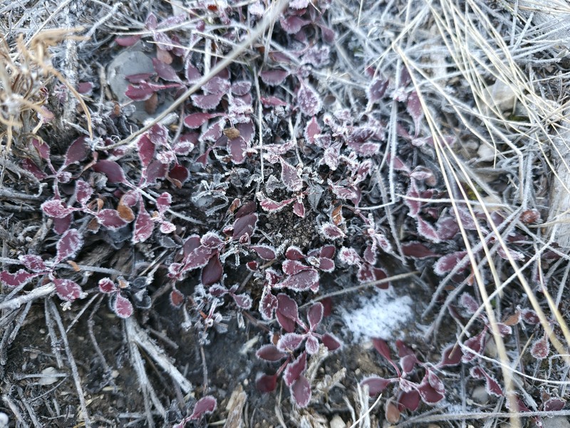 Eriogonum umbellatum var. desereticum photo 5