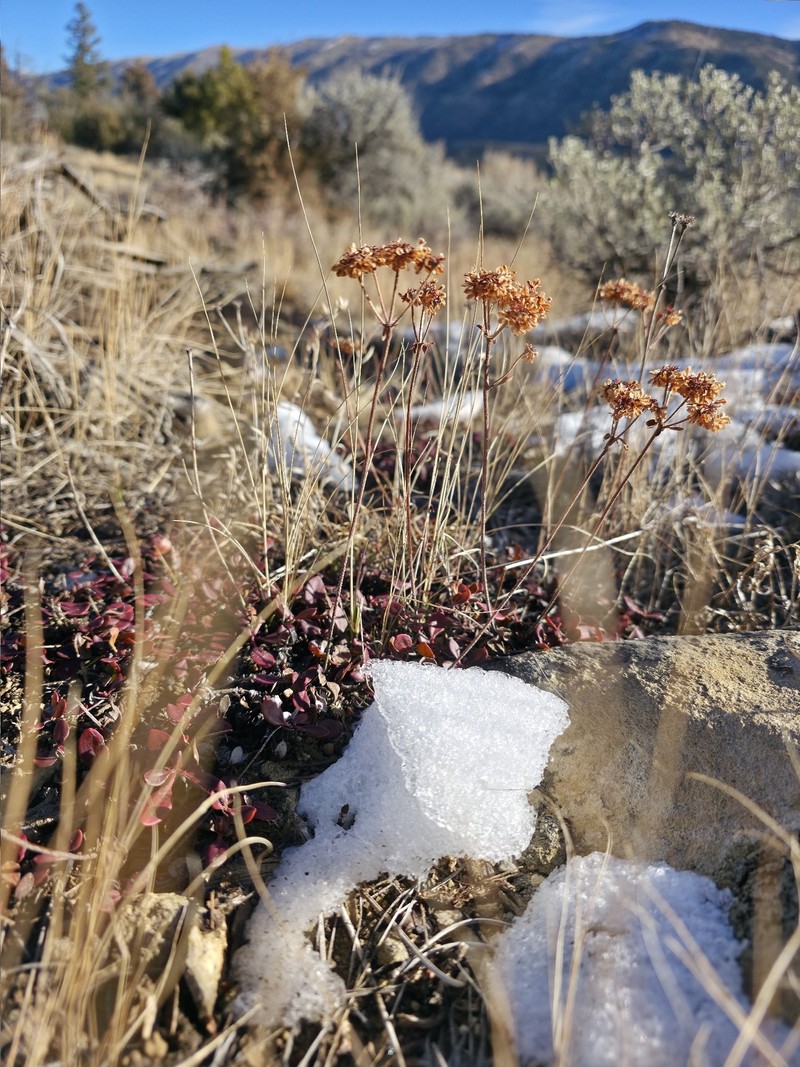 Eriogonum umbellatum var. desereticum photo 6