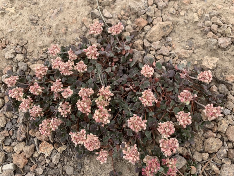 Eriogonum umbellatum var. desereticum photo 7