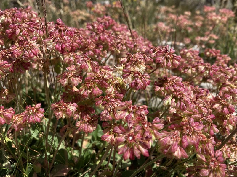 Eriogonum umbellatum var. desereticum photo 8